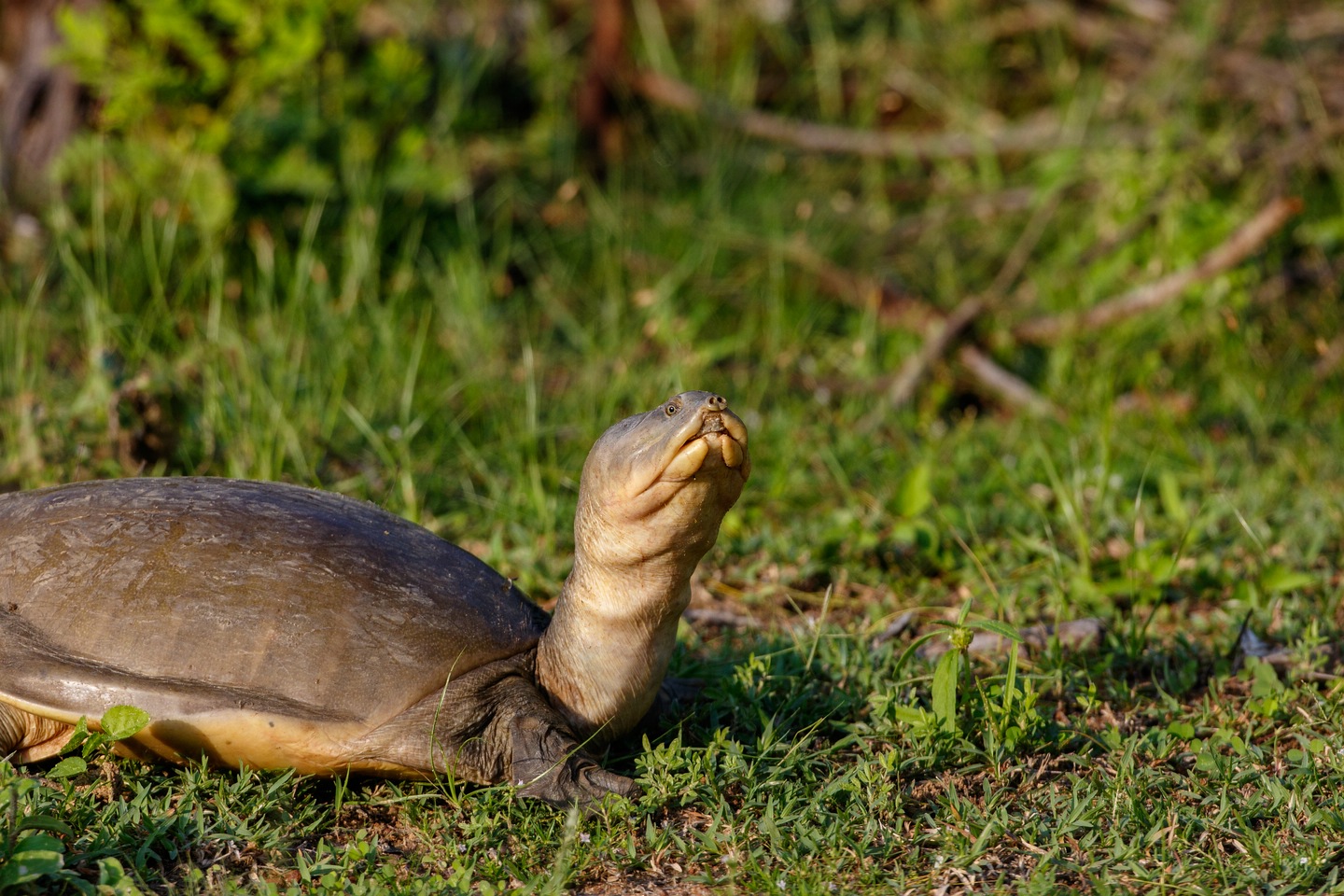 Indische Klappen-Weichschildkröte